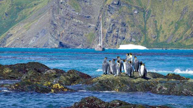 King Penguins, guardians of the solitude at Will Point, Royal Bay.