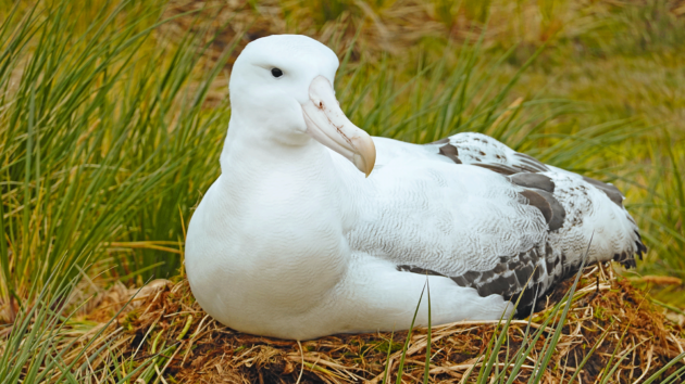 Nesting albatross.